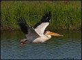 _1SB5948 american white pelican